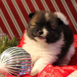 Pomeranian and Pomsky Puppies from Alpha Poms & Pomskies