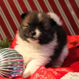 Pomeranian and Pomsky Puppies from Alpha Poms & Pomskies