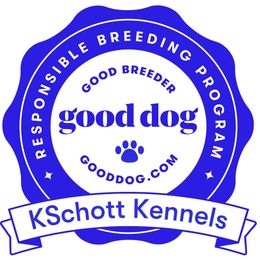 Goldendoodle Puppies from KSchott Kennels