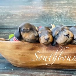 Dachshunds and Poodles from Southbound Kennel