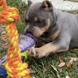 American Bully Puppies from SheShed Bully Camp