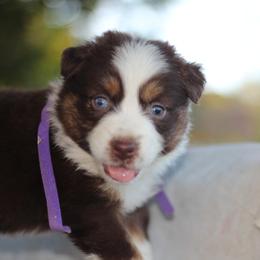 Reta - Red tri-color female Australian Shepherd puppy in Bloomington, California from Oro’z Farm Aussies