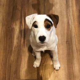 Roe - Jack Russell Terrier