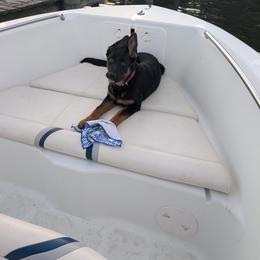 Frieda vom Nutzenhof - Bi-color female German Shepherd puppy in Bath, Michigan from Nutzenhof
