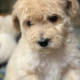 Hestia - Apricot female Goldendoodle puppy in Milton, Florida from Sutton Place Doodles