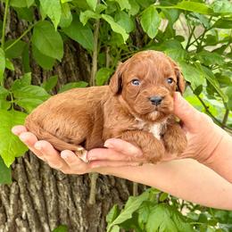Nyah - Red female Cavapoo puppy in Beresford, South Dakota from DAKOTA DOOD RANCH