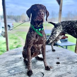 Gunner - German Shorthaired Pointer