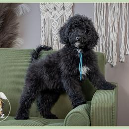 Blanc - Black and white male Bernedoodle puppy in Connersville, Indiana from Deaz Doodle Ranch
