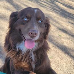 MARSHAL - Australian Shepherd
