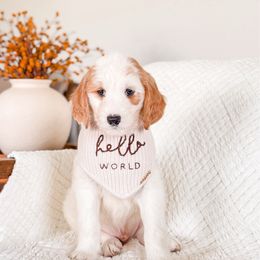 Walnut - Parti male Goldendoodle puppy in Cold Spring, Minnesota from A.N.A. Doodles
