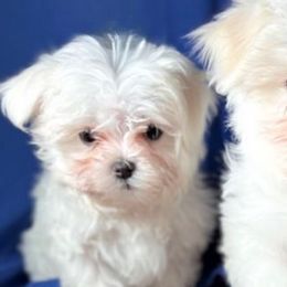 Maltese from Adorable Maltese Puppies