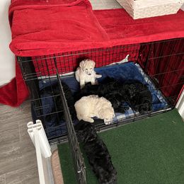 Poodle Puppies from Tyler Family Poodles
