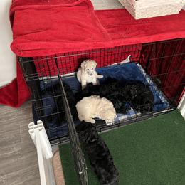 Poodle Puppies from Tyler Family Poodles