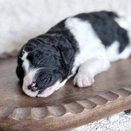 Kawasaki 'Kawa' - Parti male Goldendoodle puppy in Dayton, Ohio from Perks Court Doodles