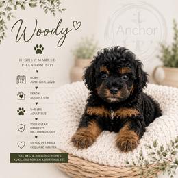 W o o d y  ( teddy bear ) - Phantom male Poodle puppy in Hooper, Utah from Anchor Dogs