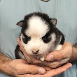 Watson - Black and white male Pomsky puppy in Spring Hill, Florida from PDQ Pomskies