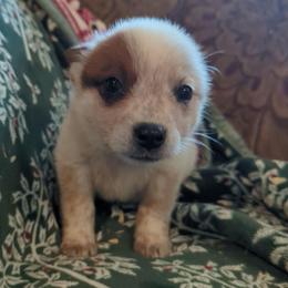 Pot Roast - Red speckled female Australian Cattle Dog puppy in Potaeu, Oklahoma from Red Desert Australian Cattle Dogs