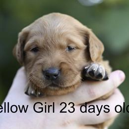 Yellow Girl - Dark golden female Golden Retriever puppy in Gonzales, Louisiana from True Grit Golden Retrievers