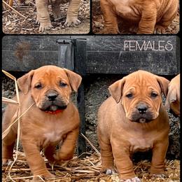 Reservation D - Brown female Boerboel puppy in Pennsylvania from Cold River Boerboels