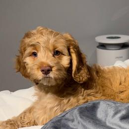 Olly - Red and white male Cockapoo puppy in Queens, New York from The 2 Musketeers_Cockapoos