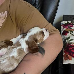 Cavalier King Charles Spaniel Puppies from SHANNON'S CAVALIERS
