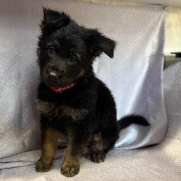 Kallie - Red Collar - Black and tan female German Shepherd puppy in Greenwood, Arkansas from West Haus Shepherds