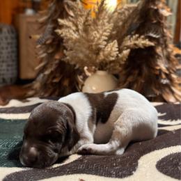 Ash - Liver and white male German Shorthaired Pointer puppy in Georgia from CMC Farms