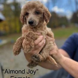 Almond Joy - Apricot female Poodle puppy in St. Johnsbury, Vermont from Poodles of the Northern Woods