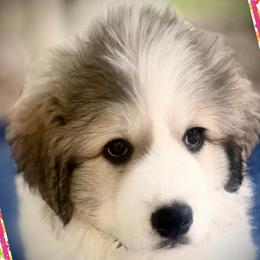 Girl1 Pink collar NOELLE - White and badger female Great Pyrenees puppy in Fair Grove, Missouri from Allen Wags & Woolies