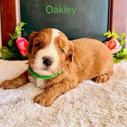 Oakley - Red male Bernedoodle puppy in Glendale, Arizona from CocoLove Doodles