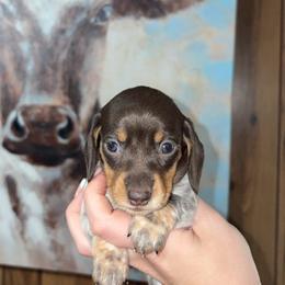 Ralphie - Piebald male Dachshund puppy in Goldthwaite, Texas from Mini Mama Dachshunds