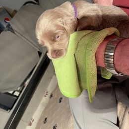 Female 1 purple - Long Haired Weimaraner puppy in Connersville, Indiana from Treaty Line Long Haired Weimaraners