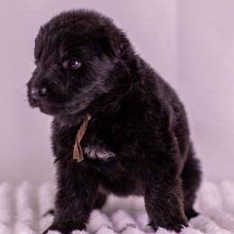 Brown Collar - Black male German Shepherd puppy in Plumas Lake, California from Zwinger Vom Greifjäger