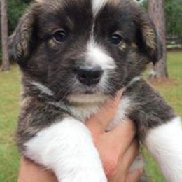 Cardigan Welsh Corgi Puppies from Stornoway Cardigan Welsh Corgis