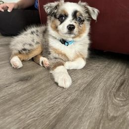 Miniature Australian Shepherd and Toy Australian Shepherd Puppies from Hochatown Awesome Aussies