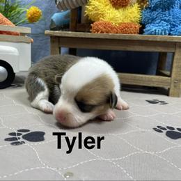 Tyler - Red male Pembroke Welsh Corgi puppy in Apison, Tennessee from Ashmore Corgis
