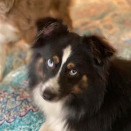 Chachi - Toy Australian Shepherd