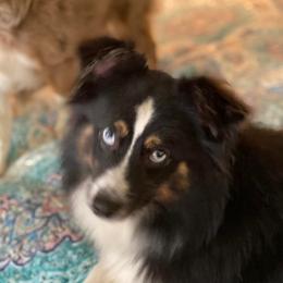 Chachi - Toy Australian Shepherd