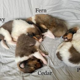 Collie Puppies from Kindred Spirit Collies