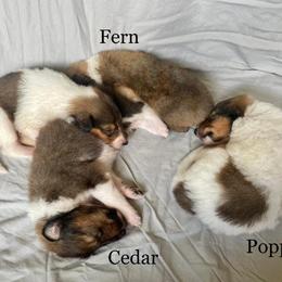 Collie Puppies from Kindred Spirit Collies