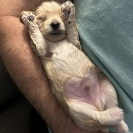 Yorkipoo Puppies from Bayless Yorkiepoos