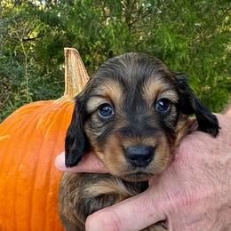 AKC shaded red female - Sable female Dachshund puppy in Ozark, Alabama from Honey Hill Dachshunds