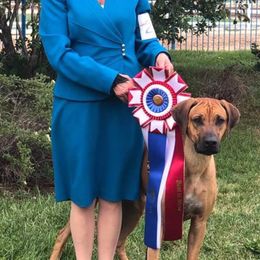 Rhodesian Ridgeback Puppies from Aziza Ridgebacks