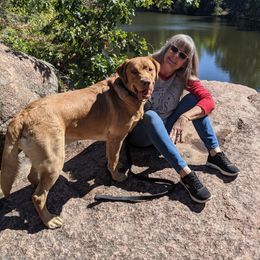 Dilute Retrievers and Labrador Retrievers from True Hart Labs