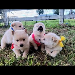Boy 3 - Cream male Schipperke puppy in Groesbeck, Texas from Lost Prairie Puppies