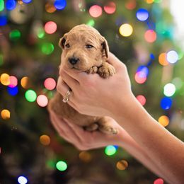 Poodle Puppies from Miller Creek Standard Poodles