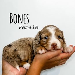 Bones - Red merle female Aussiedoodle puppy in Flagstaff, Arizona from Gunstock Doodles