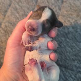 Blue Pie girl - Piebald female Dachshund puppy in West Plains, Missouri from Spring Creek Dachshunds