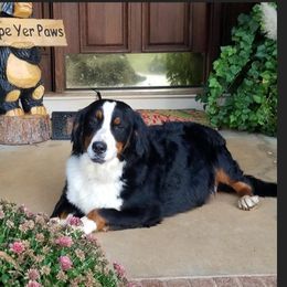 Socks - Bernese Mountain Dog