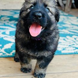 Valentina - Sable female German Shepherd puppy in Royston, Georgia from Samhain Shepherds